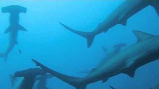 preview picture of video 'HAMMERHEADS, GIANT MANTA, ORCAS....ECUADOR 2010  HALCYON FILMS'