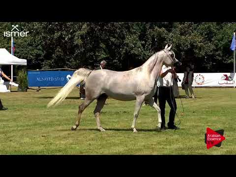 N.44 WANTASIA - Strohen 2018 C European