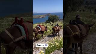 Working Donkeys in Rhodes, island  #travel #greece #donkey