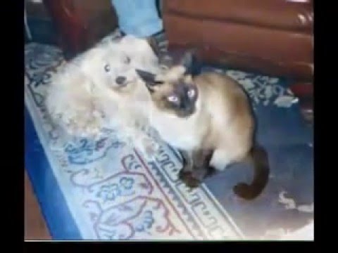 Skyler Cat: In Loving Memory