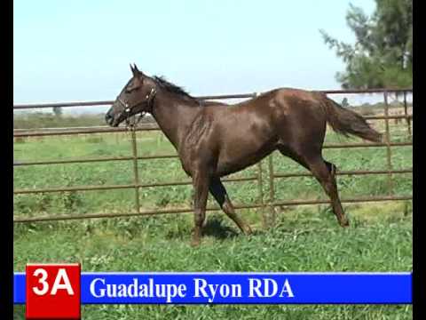 Lote 3-A: Guadalupe Ryon RDA - HARAS RINCON DEL AGUARA - LOS MONTEROS - 5-10-13