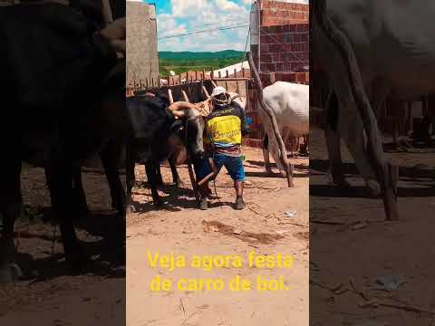 canapi al. veja agora