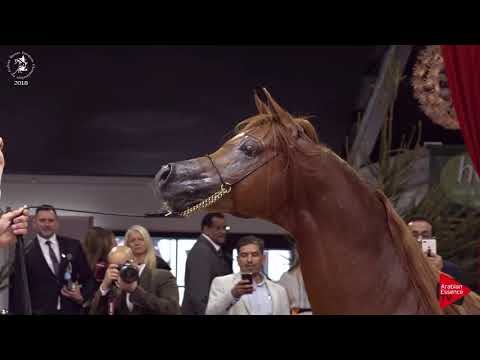 N.177 ASCOT DD - Lier 2018 - 6-7 Years Old Stallions (Class 12)