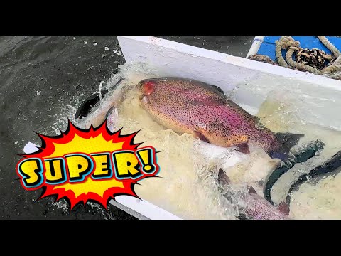 4/18/24 STOCKING HUGE 20+ POUND SUPER TROUT, SIERRABOWS & TROPHY TROUT AT SANTA ANA RIVER LAKES