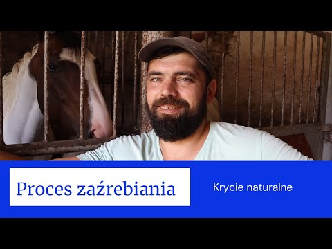 , title : 'Krycie naturalne. Proces zaźrebiania'