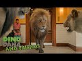 Dino Kids And Jane Trailer Do You Like Dinos Join JANE On Her Wild Adventures