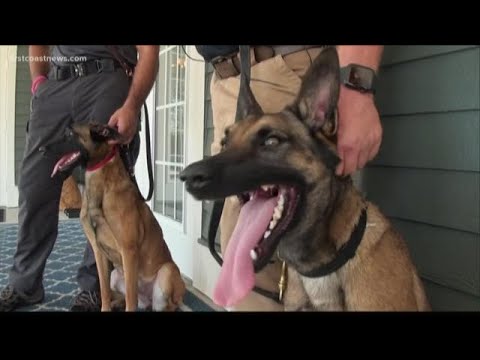 This breed of dog can climb a house!