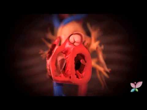 El funcionamiento del sistema circulatorio