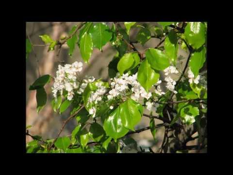 Kaushiki  : Morey Saiyan Bedardi - Album : "Pure"
