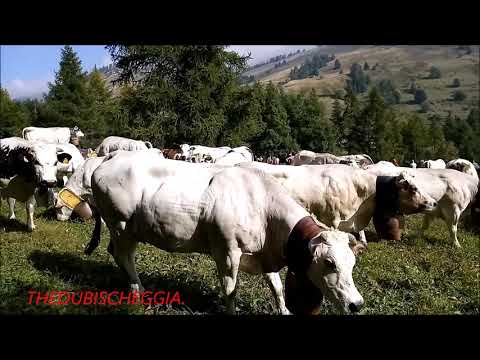 RITORNO DALL' ALPE MUCCHE E CAMPANACCI AL PASCOLO A PONTECHIANALE (CN) DOM. 15 - 9 - 2019