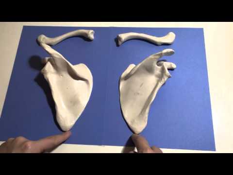 CLAVICLE & SCAPULA