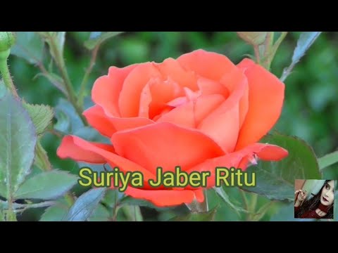 Flower Animation Video||Suriya Jaber Ritu.