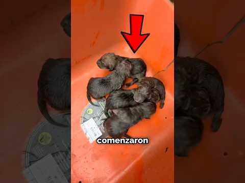 La Perrita Pensó Que Robaban A Sus Cachorros 😱🐾