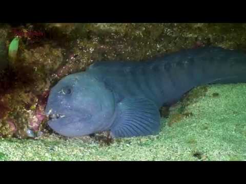 Saltstraumen - A World of Life and Colours under Water