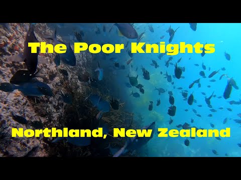Snorkeling the Poor Knights - New Zealand