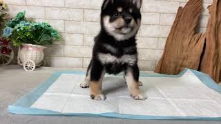 Video preview image #1 Shiba Inu Puppy For Sale in SAN JOSE, CA, USA