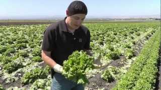 preview picture of video 'Markon Live from the Fields, Green Leaf and Romaine Quality, May 31, 2012, Castroville, California'