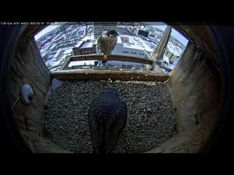 February 7 2022 Morning Dance with Cowabunga dive 1023AM