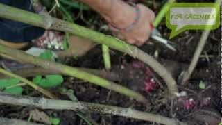 preview picture of video 'Yummo Yacón Harvesting - How to Distinguish the Edible Tubers from the Propagation Roots'