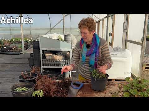 Grow Like The Pros: Splitting Larger Plants In Winter (Saxifrage, Astilbe, Achillea, Geum)