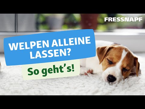 Welpen alleine lassen - ab wann und wie lange?