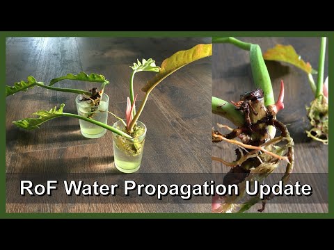 Philodendron Caramel Marble Highly Variegated Top Cutting 2 Part of a video titled Water Propagation Philodendron Ring of Fire | New Roots and Leaves