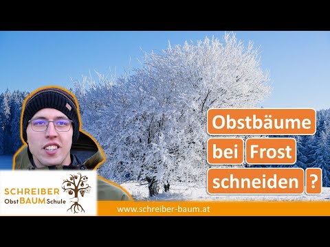 Obstbäume bei Frost schneiden - das musst du beachten!