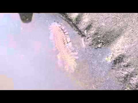 Binatang aneh di widuri pemalang 1