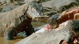 Komodo Dragon Confronts Crocodile | Attacks Goat, Monkey, Octopus & Buffalo
