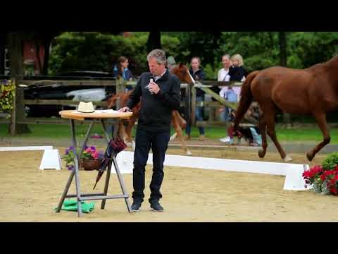 19. Hengst, geb. 04.04.2022 – V: Dynamic Dream M: Don Romantik – Hitchcock