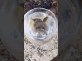 Pregnant Guppy