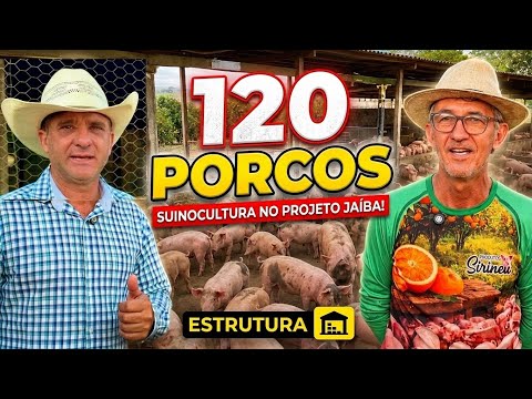 CONHECI UMA SUINOCULTURA COM 120 PORCOS NO PROJETO JAÍBA! 😱🐷 | Vida na Roça