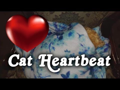 ▶️ Cat Heartbeat. Kitten Sleep Training. Cat Heartbeat Sound Effect. Heartbeat Sound. 12 Hours. 🌏