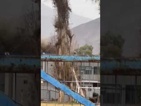 Un árbol cayó sobre una escuela en Llay-Llay