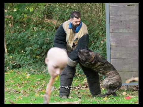 X'Paco de la Arena / Vollschutz / Protection / AVD e.V. / Arne Pohlmeyer / Working Presa Canario