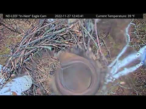 Time-lapse of bald eagles rebuilding collapsed nest