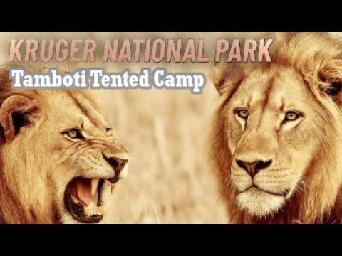 Kruger National Park | Tamboti Tented Camp | Bush Therapy 8 | #explore #nature #krugernationalpark 