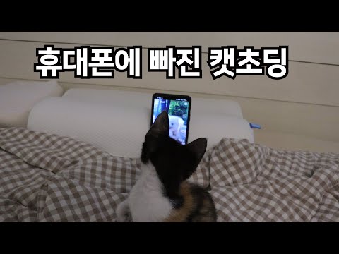 아기고양이 뺘기가 휴대폰영상에 빠져버렸다..