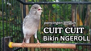 Download lagu PANCINGAN EFEKTIF, KENARI PAUD, KENARI MUDA Cocok untuk Masteran  Kenari Macet BUNYI agar GACOR mp3