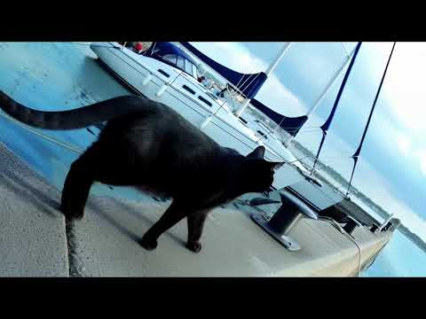 Black cat 🐈‍⬛ explores a harbor for sports boats and sailboats 🚤⛵️ #ai