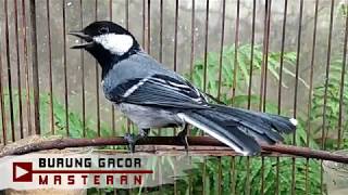 Download lagu Suara Asli Burung Gelatik Batu ,Masteran PIKAT & Pancingan Agar Glatik Jantan Beti BAHAN Cepat BUNYI mp3