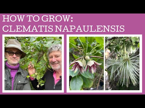 , title : 'How to grow the winter flowering Clematis napaulensis.'
