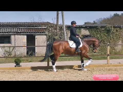 FANTASTIC v. Fahrenheit, 5 jähriger Wallach