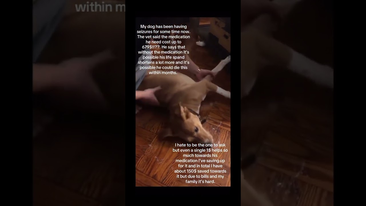 ALL DONATIONS ARE ACCEPTED THROUGH PAYPAL LINK IN BIO PLEASE CONSIDER DONATING SOMETHING TO HELP