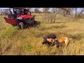 Wild Pig Hunting Dogs At Forest Australia Boar Hunting Life Hog Dogs Task
