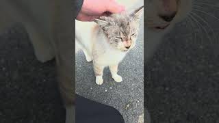 野良猫との戯れ110 #野良猫