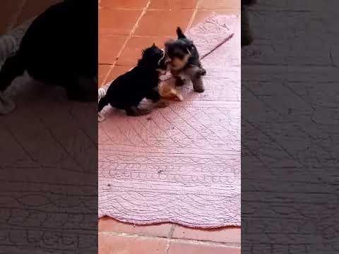 Le fenil des canailles