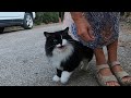 Beautiful Tuxedo Cat Talking To Me With Her Irresistible Cute Meow