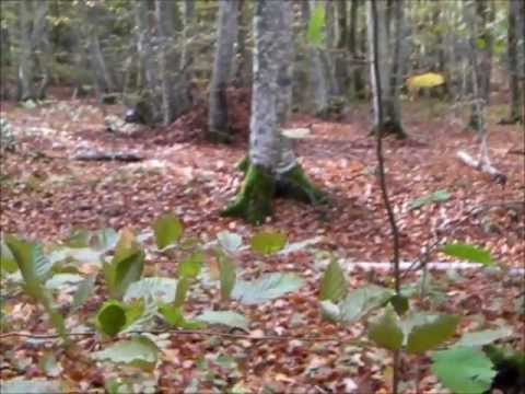 comment construire une cabane avec des branches