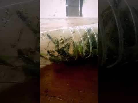 birds#bro@hungrybirds4803